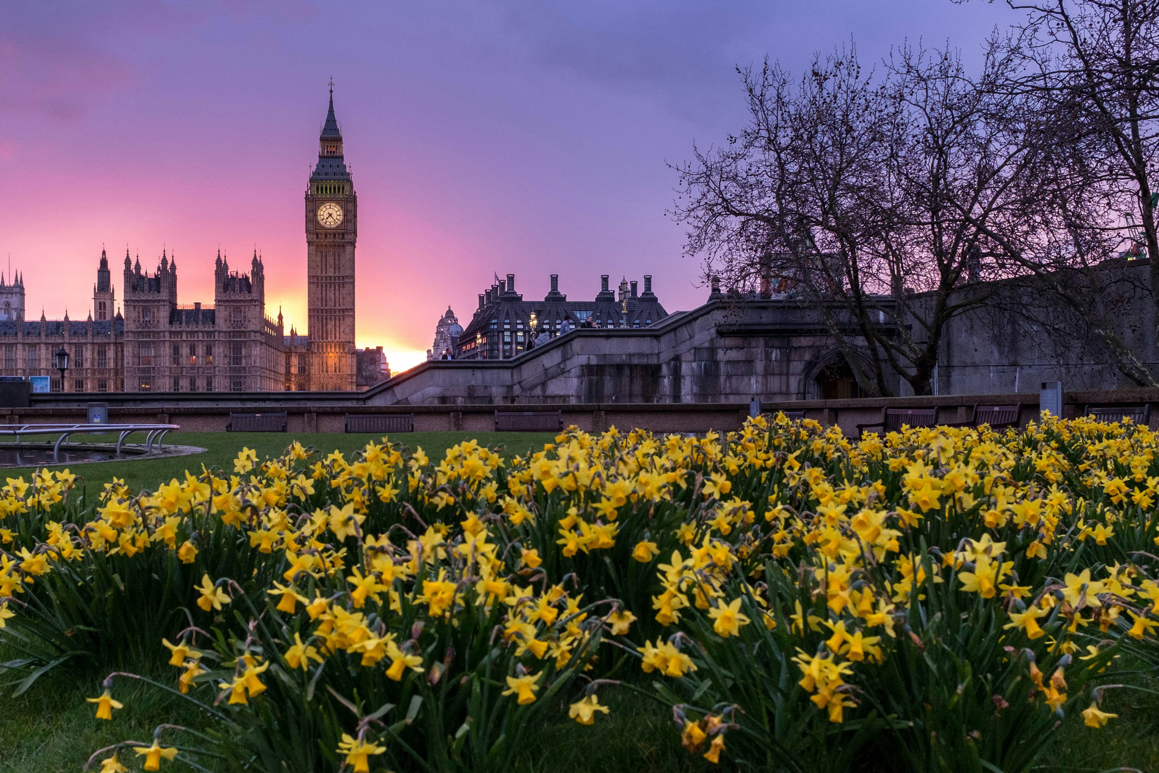 Big Ben and the Palace of Westminster at sunset, with a vibrant sky and a foreground of blooming yellow daffodils, evoke the romantic charm found in Spain and Portugal Honeymoon Packages.