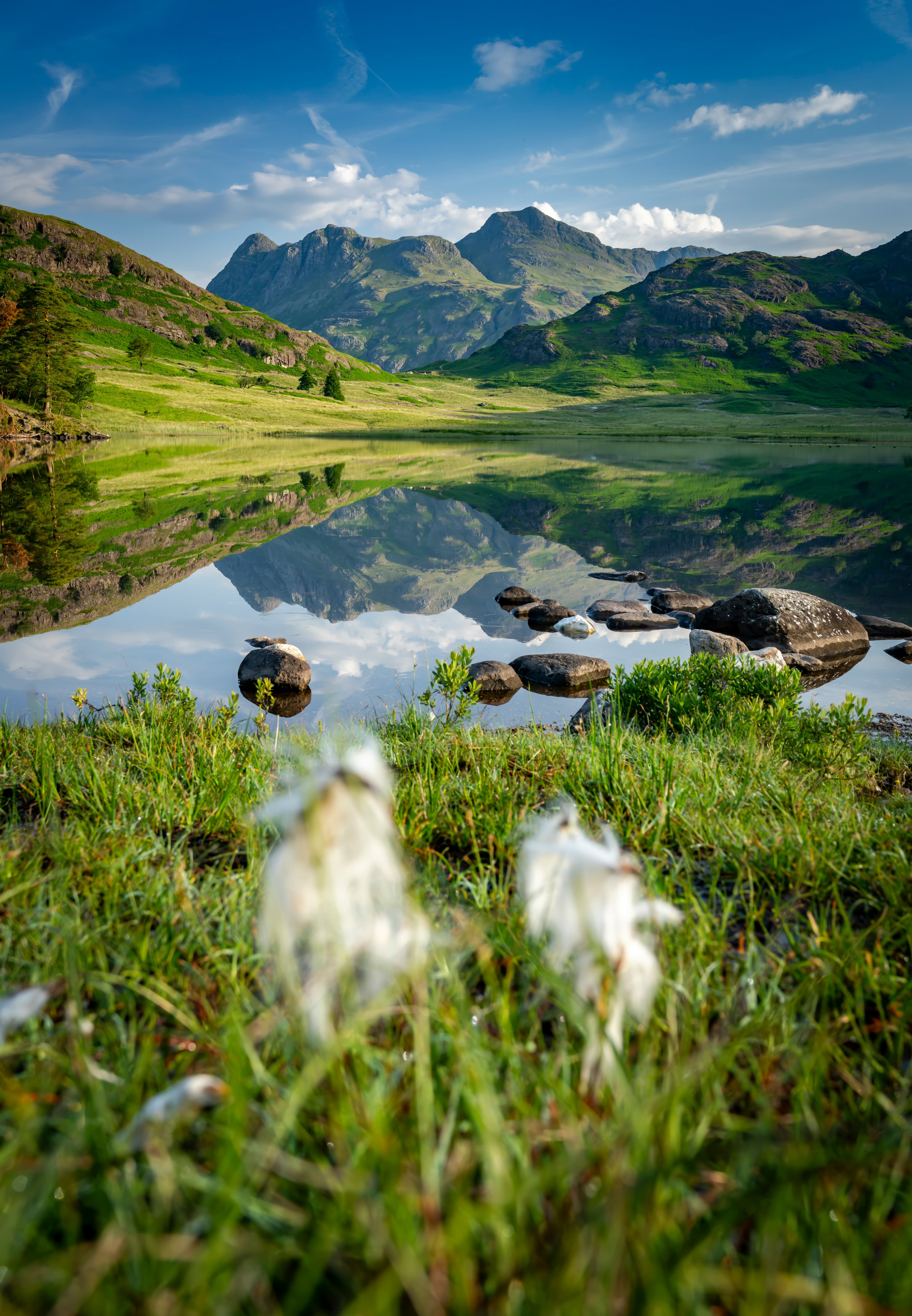 A serene mountain lake, one of the Best Places to Visit in Italy for 2025, reflects green hills and distant peaks beneath a blue sky, with rocks and cotton like white flowers in focus near the camera.