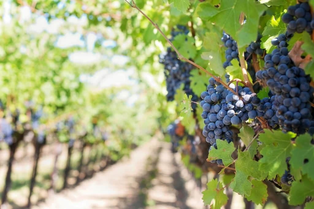 Grapes on Vineyard during Daytime in Italy