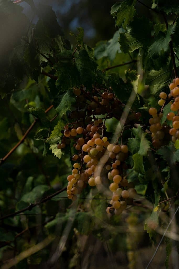 Grapes on a vine in a vineyard in Riomaggiore, SP, Italy