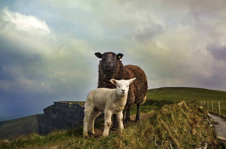 Wild Atlantic Way afternoon