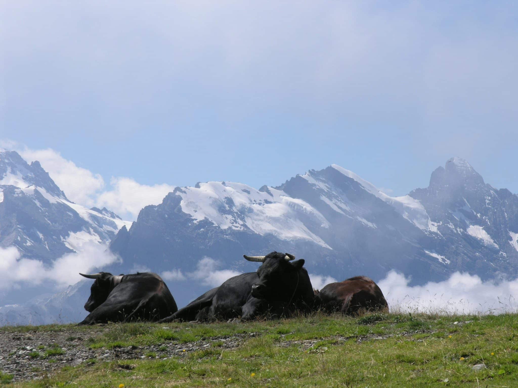 Switzerland and Italian Alps